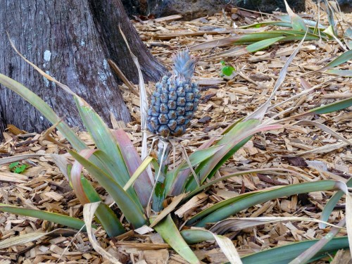 Maui pineapple
